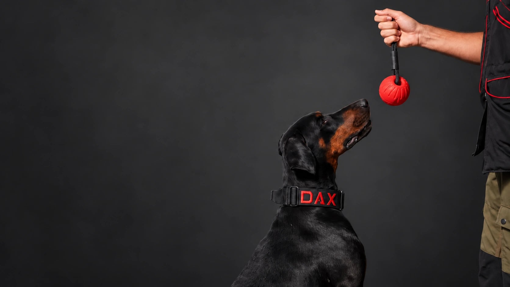 Dobby, a doberman wearing a DAX collar